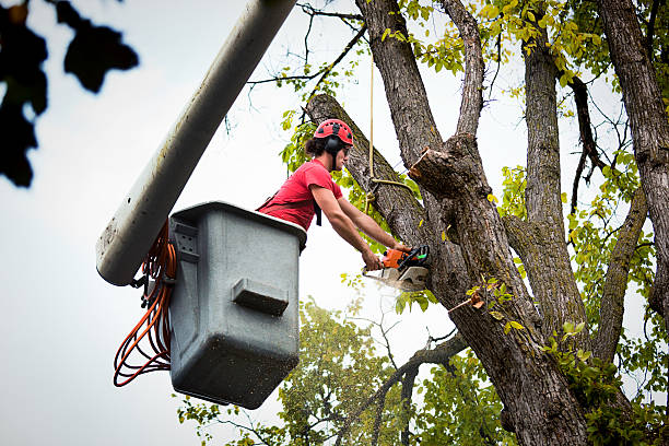Leaf Removal in Sutherland, NE